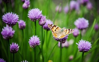 6 choses que tout jardinier débutant devrait savoir