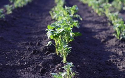 6 conseils pour cultiver un potager parfait
