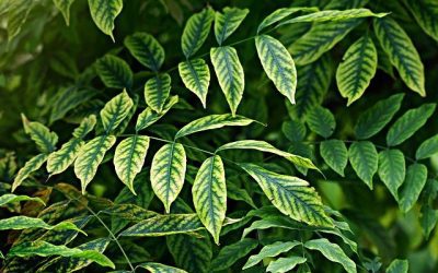 10 CONSEILS DE JARDINAGE UTILES QUI ONT RÉELLEMENT AIDÉ CET ANCIEN TUEUR DE PLANTES