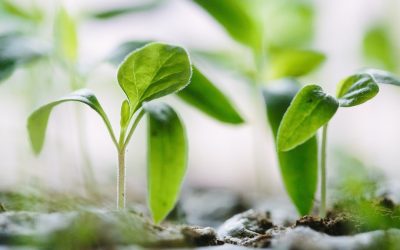 Quelles plantes vivaces sont fleuries toute l’année ?