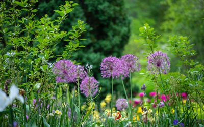 TOP 12 des plus belles plantes d’intérieur