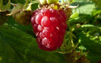 Comment cultiver et entretenir des plants de framboisiers ?