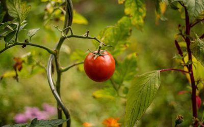 Le guide ultime pour prendre soin des plants de tomates