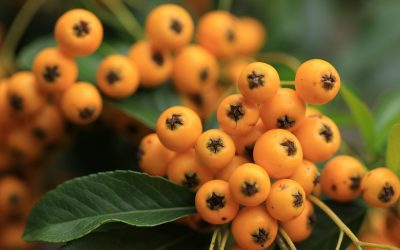 Le Pyracantha en Haie : Beauté Épineuse et Sécurité Naturelle