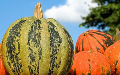 Les secrets fascinants des curcubitacés