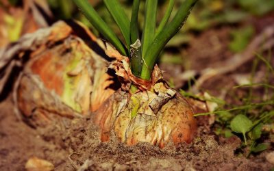 La cébette : le trésor caché des potagers