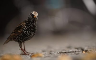 Les étourneaux dans le jardin : observations et conseils pratiques