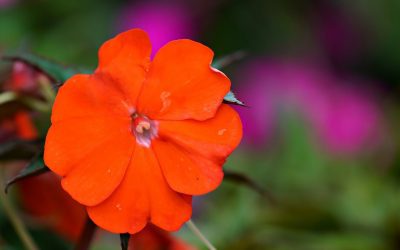 La goutte de sang : une plante spectaculaire pour votre jardin