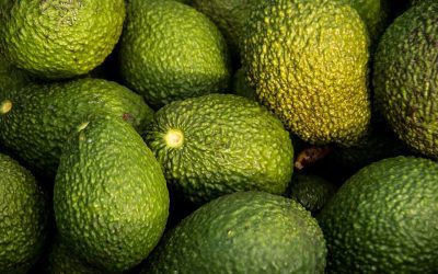 Réussir la culture d’un avocatier en pot : Guide complet pour les amateurs de plantes