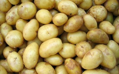 Quand planter les pommes de terre en 2024 : guide complet pour les jardiniers amateurs et experts