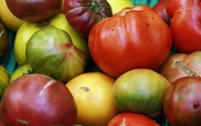 Quand enlever les cotylédons de tomate ?