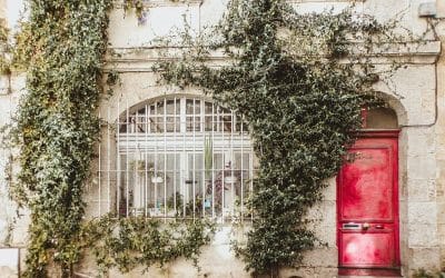 Quelle est la plante grimpante qui pousse le plus vite ?