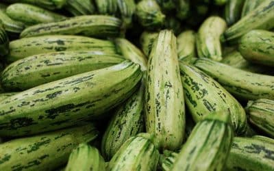 Quelle quantité d’eau pour arroser les courgettes ?