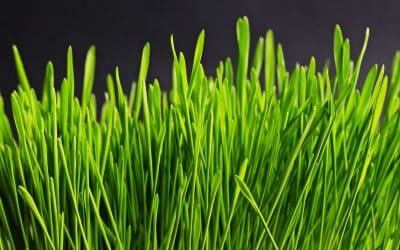 Comment régénérer une pelouse ?