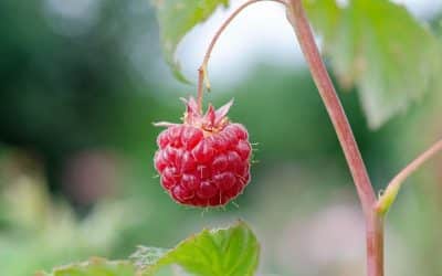 Comment repiquer des plants de framboisiers ?