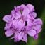 géranium vivace longue floraison