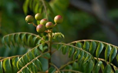 Quelles sont les plantes vivaces qui fleurissent toute l’année ?