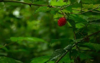 Quand et comment faire des boutures de framboisier ?