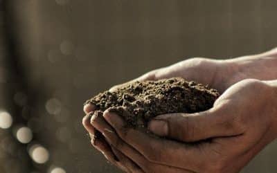 Comment refaire une pelouse sans retourner la terre ?