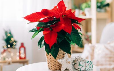 Les meilleurs conseils d’entretien des poinsettias pour la période des fêtes, selon les experts
