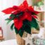 Les meilleurs conseils d'entretien des poinsettias pour la période des fêtes, selon les experts