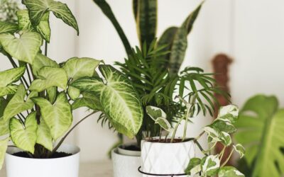 6 astuces TikTok astucieuses pour se débarrasser des mouches des plantes d’intérieur