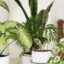 6 astuces TikTok astucieuses pour se débarrasser des mouches des plantes d'intérieur