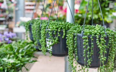 Le guide essentiel d’entretien des plantes du collier de perles