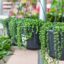Le guide essentiel d’entretien des plantes du collier de perles