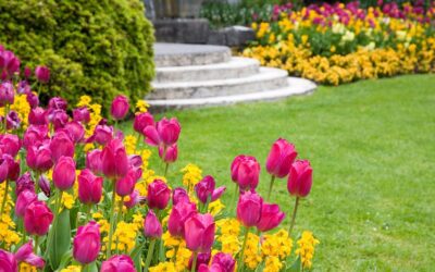Comment et quand planter des bulbes de tulipes pour la couleur printanière
