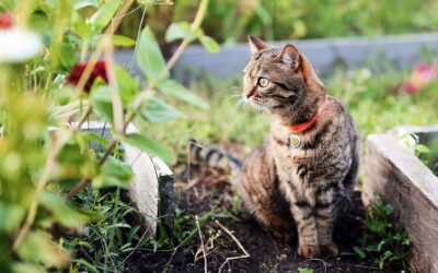 Comment empêcher les chats de faire caca dans votre jardin : 9 idées à essayer