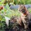 Comment empêcher les chats de faire caca dans votre jardin : 9 idées à essayer