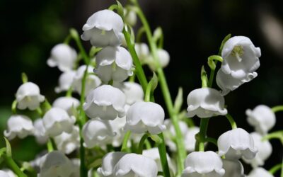 Muguet (Convallaria majalis) : Qu’est-ce que cela signifie ? Comment le planter ? Est-ce toxique ?