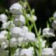 Muguet (Convallaria majalis) : Qu'est-ce que cela signifie ? Comment le planter ? Est-ce toxique ?