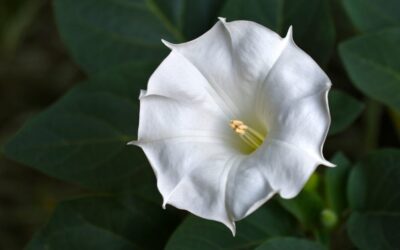 Comment faire pousser des Moonflowers et en prendre soin