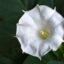 Comment faire pousser des Moonflowers et en prendre soin