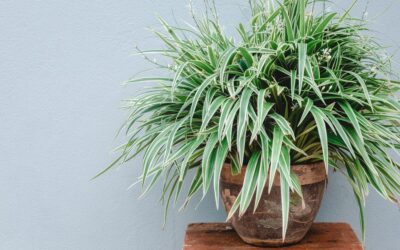 Comment faire pousser une plante araignée qui prospérera dans votre espace