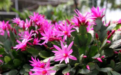 Comment prendre soin d’un cactus de Pâques pour qu’il fleurisse tout le printemps