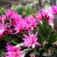 Comment prendre soin d'un cactus de Pâques pour qu'il fleurisse tout le printemps