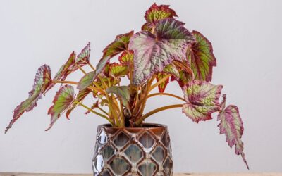 Comment prendre soin d’une plante Begonia Rex