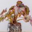 Comment prendre soin d'une plante Begonia Rex