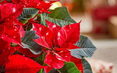 Poinsettia : 17 règles d’or pour prolonger la durée de vie des poinsettias à Noël