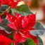 Poinsettia : 17 règles d'or pour prolonger la durée de vie des poinsettias à Noël