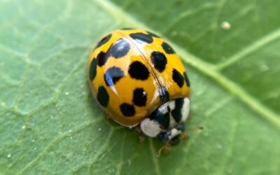 La différence entre les coccinelles asiatiques et les coccinelles, expliquée