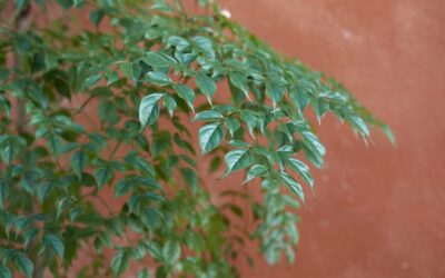 Un guide complet sur l’entretien des plantes de poupées chinoises