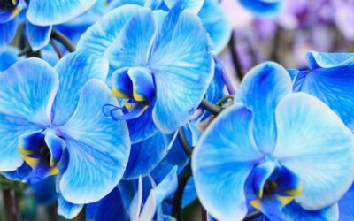 Vraies et fausses orchidées bleues : comment les distinguer