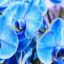 Vraies et fausses orchidées bleues : comment les distinguer