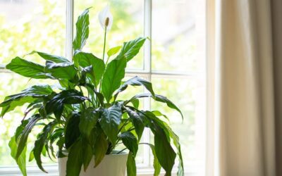 Comment prendre soin des plantes de lis de la paix