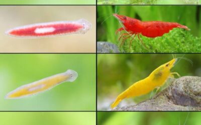 L’aquarium idéal pour les crevettes: concevez et fabriquez votre système de reproduction