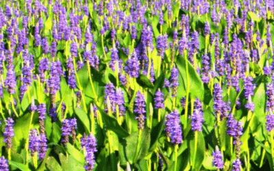 Guide pratique pour créer un écosystème aquatique spécialisé et autonome